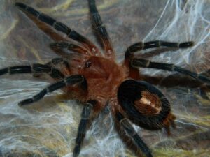 Cyriocosmus perezmilesi – ptasznik