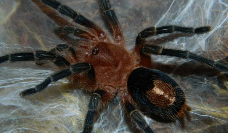 Cyriocosmus perezmilesi – ptasznik