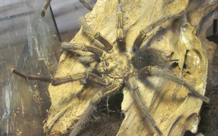Phormictopus platus – ptasznik