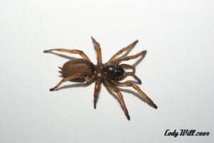 Promyrmekiaphila clathrata