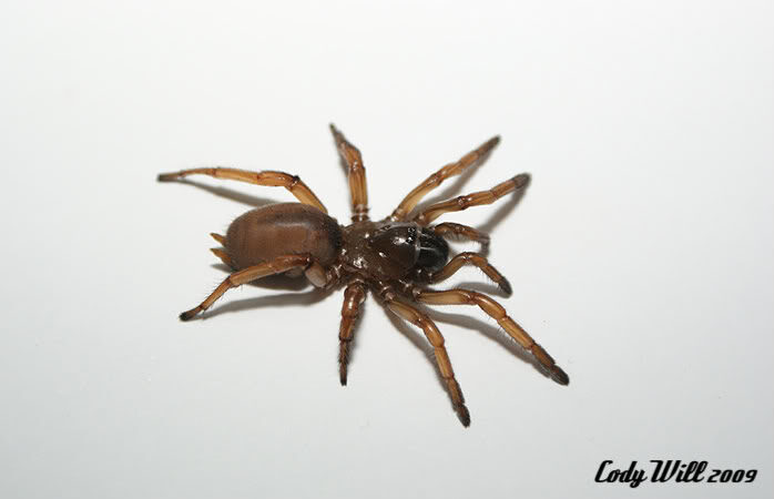 Promyrmekiaphila clathrata