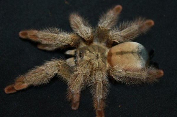 Psalmopoeus pulcher – ptasznik