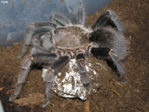 Cyclosternum schmardae – ptasznik
