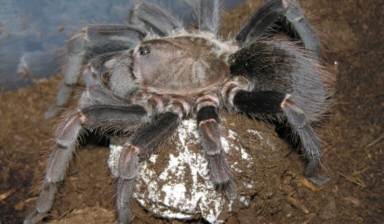 Cyclosternum schmardae – ptasznik