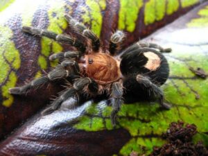 Cyriocosmus sellatus – ptasznik