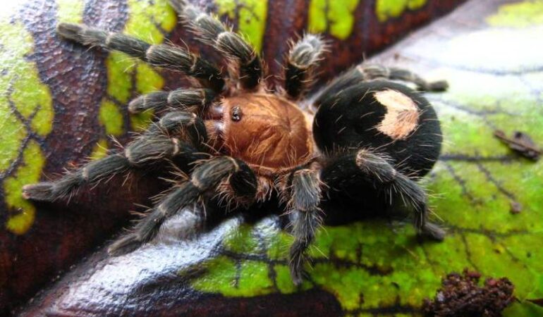 Cyriocosmus sellatus – ptasznik