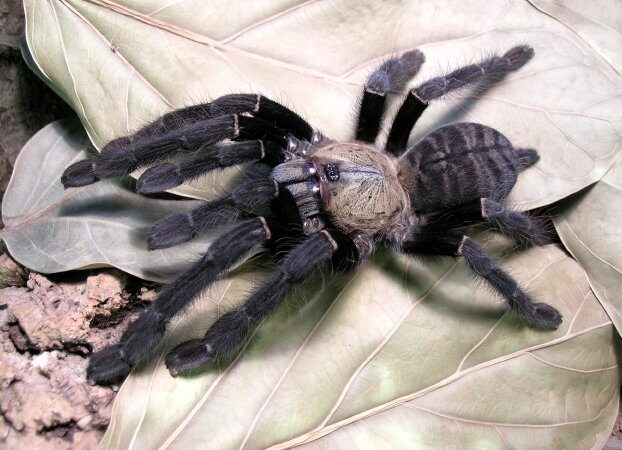 Cyriopagopus sp. 'Sumatran Tiger’ – ptasznik