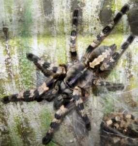 Poecilotheria tigrinawesseli – ptasznik