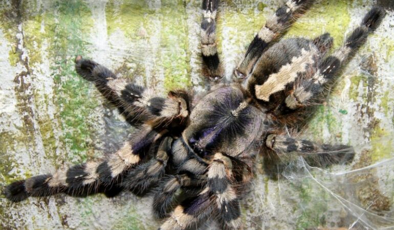 Poecilotheria tigrinawesseli – ptasznik