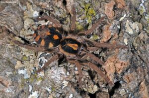 Hapalopus triseriatus – ptasznik