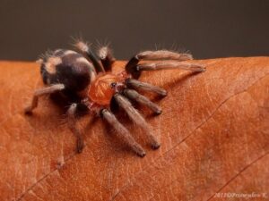 Cyriocosmus venezuelensis – ptasznik