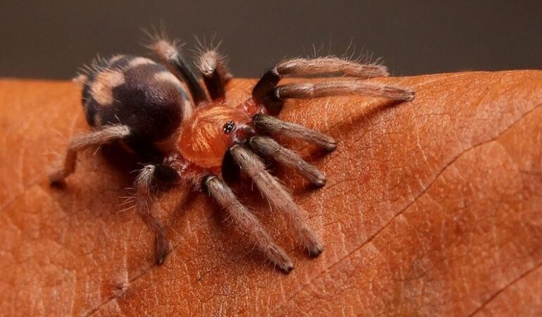 Cyriocosmus venezuelensis – ptasznik