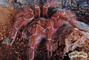 Theraphosa blondi – ptasznik