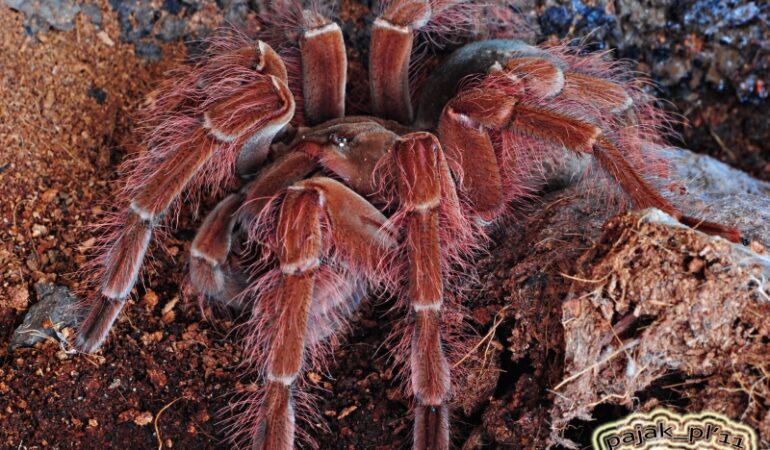 Theraphosa blondi – ptasznik