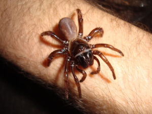 Ancylotrypa sp. 'Brown’