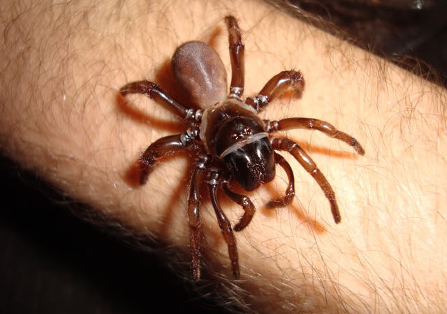 Ancylotrypa sp. 'Brown’