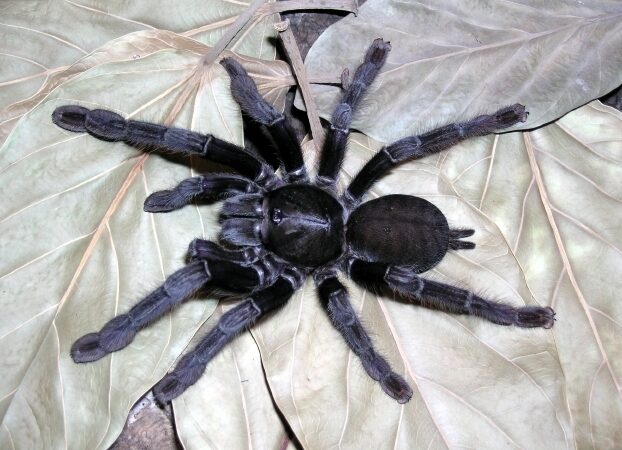 Lampropelma sp. Borneo Black – ptasznik