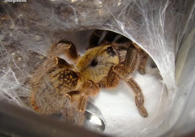 Ceratogyrus brachycephalus – ptasznik