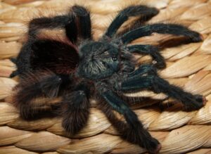 Avicularia braunshauseni – ptasznik