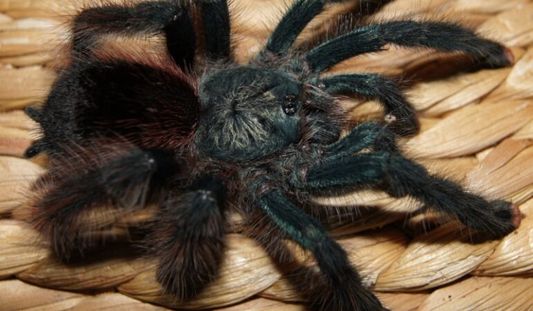 Avicularia braunshauseni – ptasznik