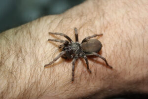 Calisoga sp. longitarsus