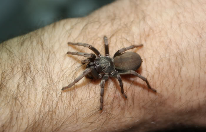 Calisoga sp. longitarsus