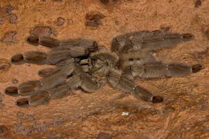 Psalmopoeus cambridgei – ptasznik