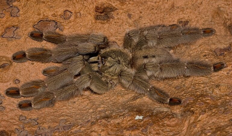 Psalmopoeus cambridgei – ptasznik