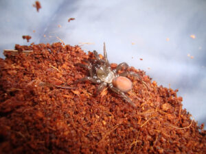 Antrodiaetus pacificus