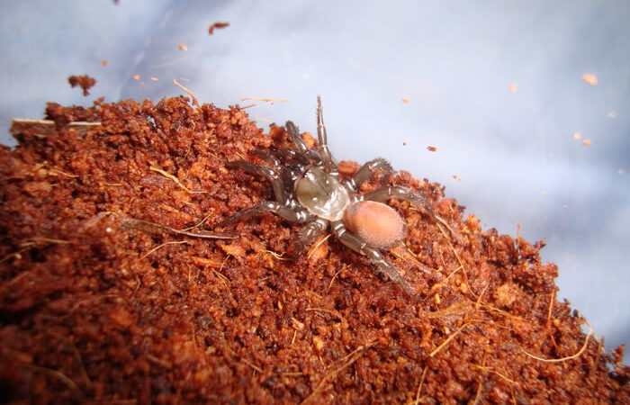 Antrodiaetus pacificus