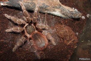 Acanthoscurria chacoana – ptasznik