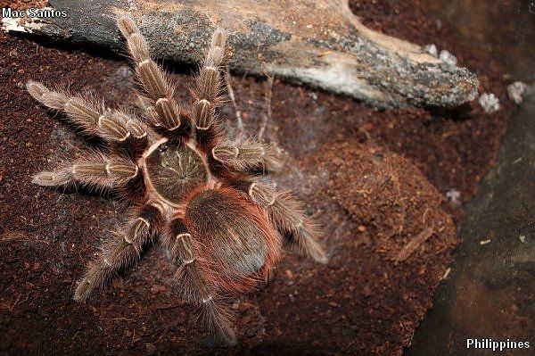 Acanthoscurria chacoana – ptasznik