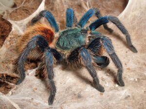 Chromatopelma cyaneopubescens – ptasznik