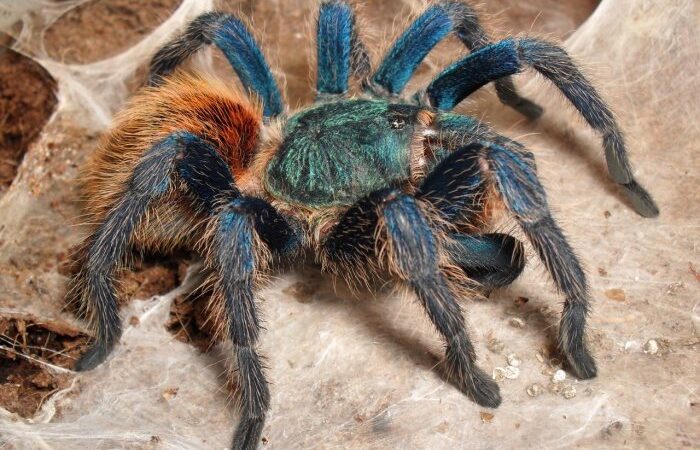 Chromatopelma cyaneopubescens – ptasznik