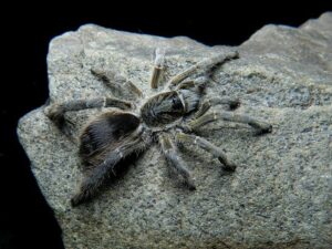 Eucratoscelus constrictus – ptasznik