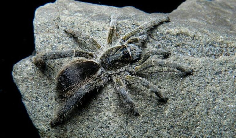 Eucratoscelus constrictus – ptasznik