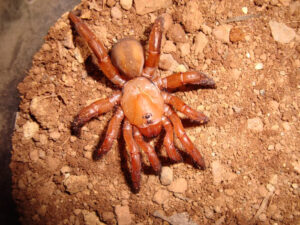 Ctenolophus sp. 'African Red’