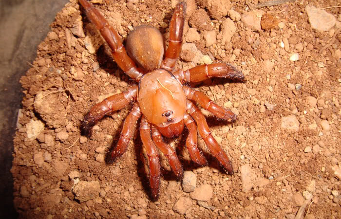 Ctenolophus sp. 'African Red’