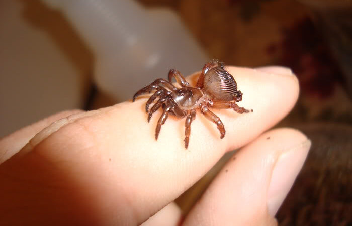 Cyclocosmia torreya
