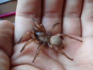 Aptostichus cf atomarius