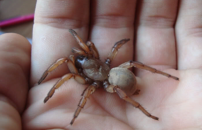 Aptostichus cf atomarius