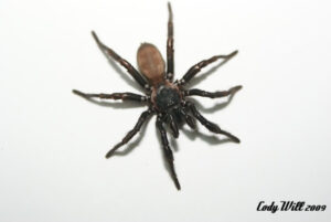 Eucteniza sp.