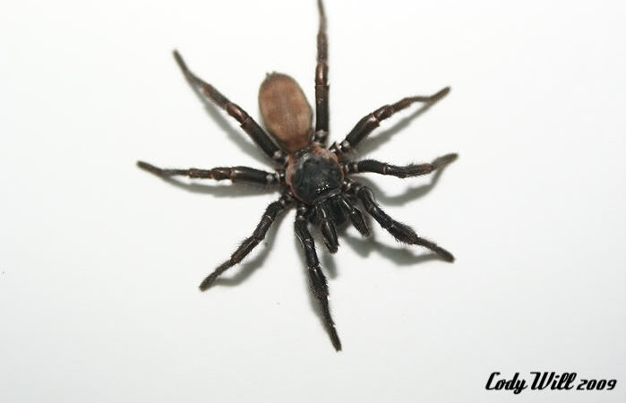 Eucteniza sp.