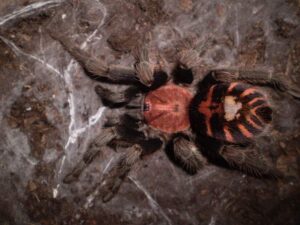 Cyclosternum fasciatum – ptasznik
