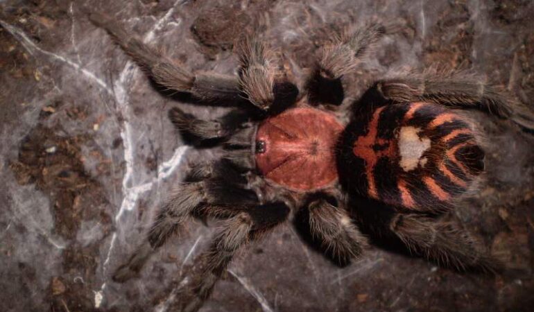 Cyclosternum fasciatum – ptasznik