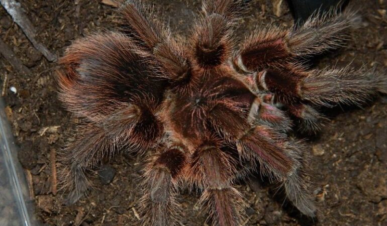 Phormictopus auratus – ptasznik