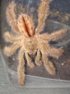Iridopelma hirsutum – ptasznik
