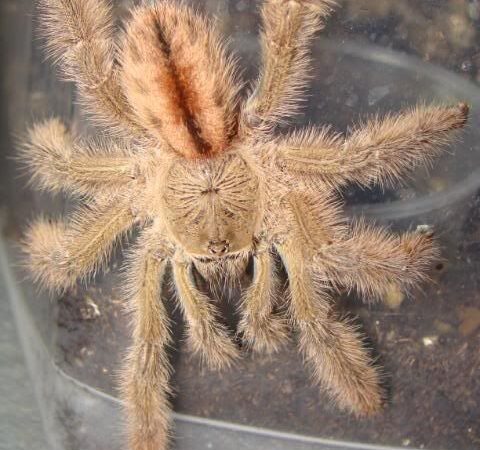 Iridopelma hirsutum – ptasznik