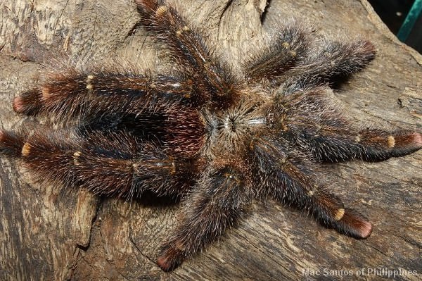 Avicularia juruensis – ptasznik