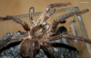 Caribena laeta – ptasznik